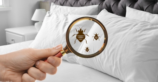 bed bugs under magnifying glass