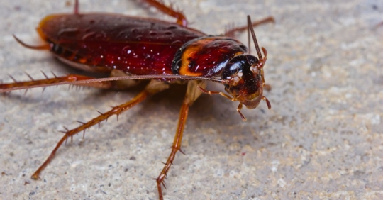cockroach