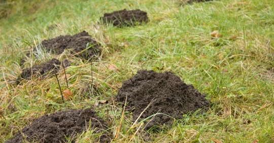 Mole hills in a lawn