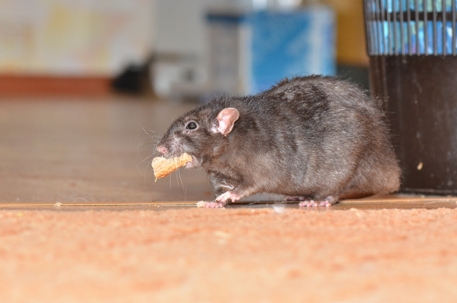 rat chewing on food