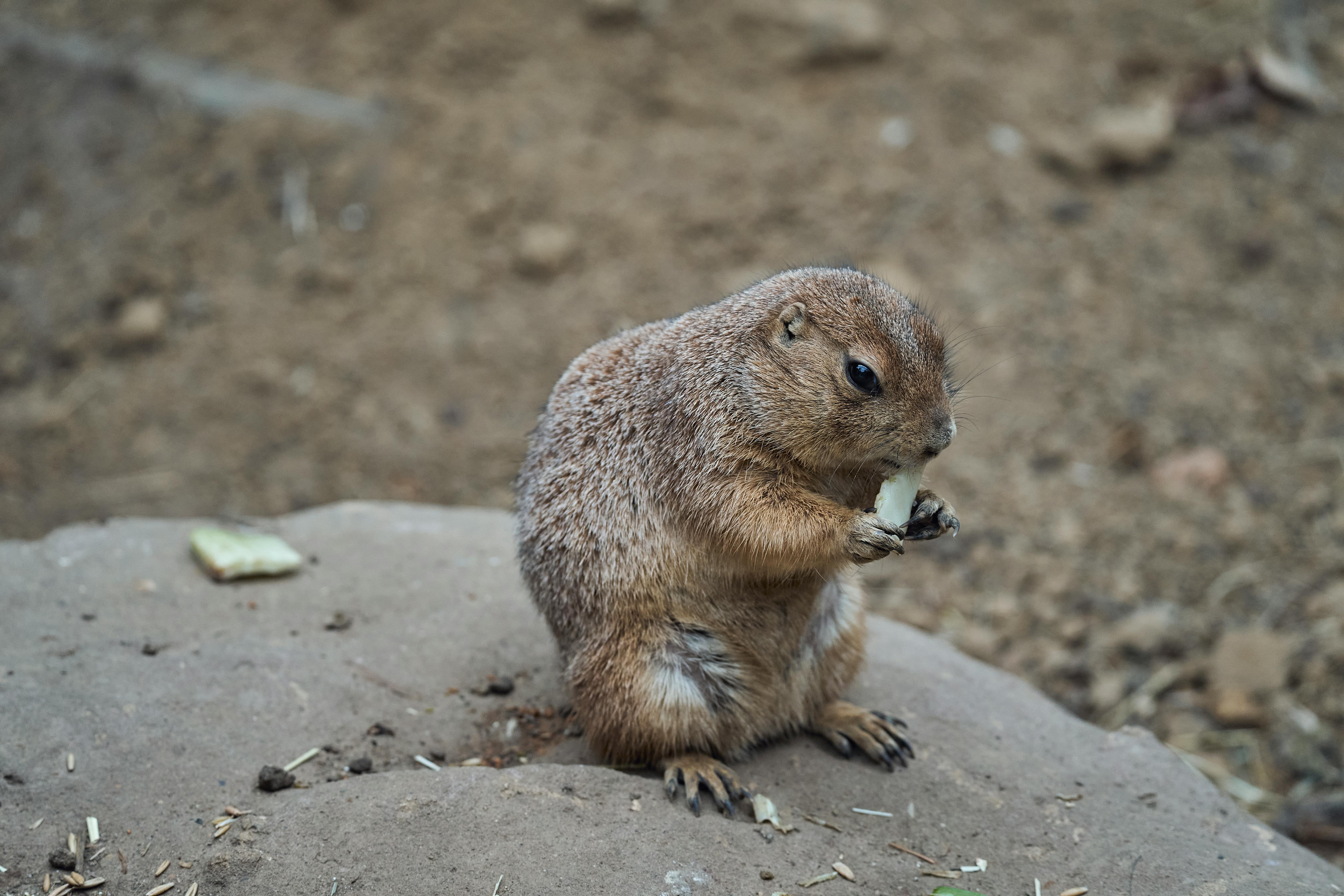 Ground Squirrel